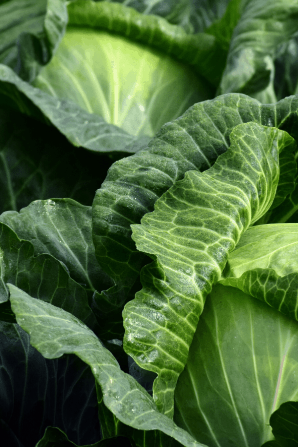 How To Dry Up Your Breastmilk Without getting Mastitis Mama of Five