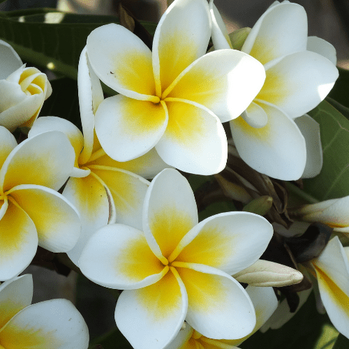 Middle Names For Jasmine