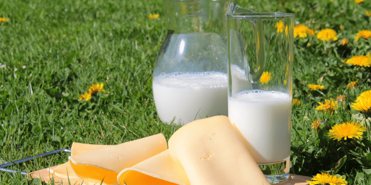 cheese and milk in the garden