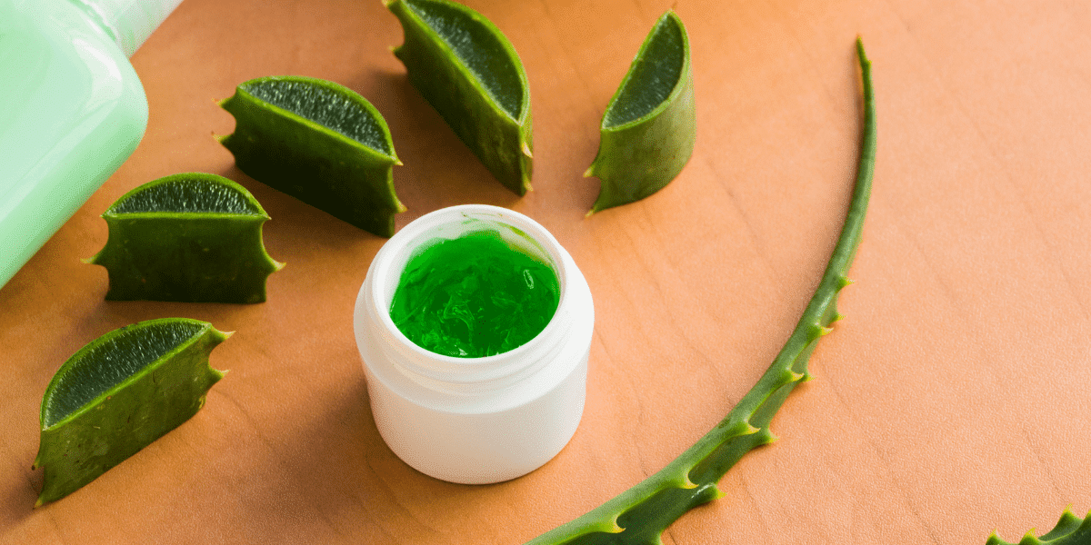 aloe gel inside aloe leaf