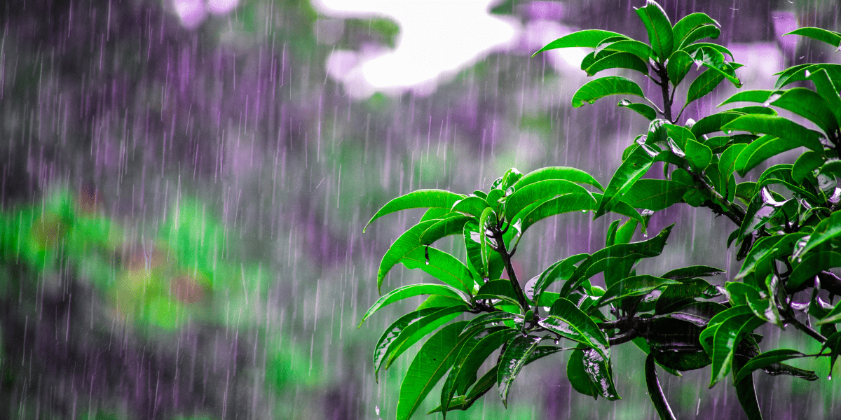 rain on plants