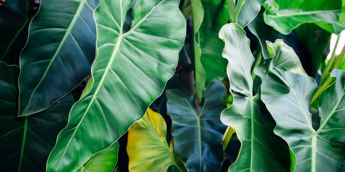 taro plant
