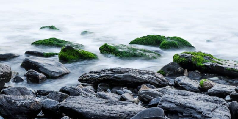 Is Sea Moss Safe To Consume Whilst Pregnant?