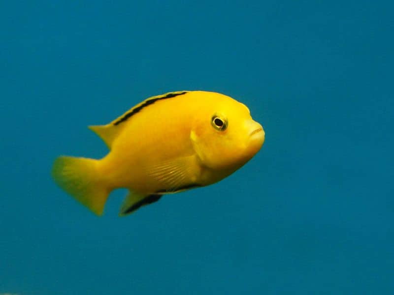 Reel in the Laughs: Get Hooked on These Fin-tastic Fish Jokes!